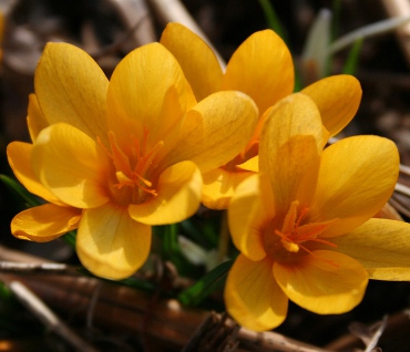 Crocus vitellinus 1159/20